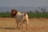 1 X BOER GOAT STUD BUCK Welgelee Boer Goat Stud - 2