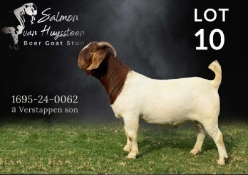WITHDRAWN - 1 X BOER GOAT BUCK Salmon van Huyssteen Boer Goat Stud