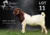 1 X BOER GOAT FLOCK ON COLOUR BUCK Salmon van Huyssteen Boer Goat Stud