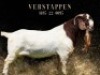 1 X BOER GOAT FLOCK ON COLOUR BUCK Salmon van Huyssteen Boer Goat Stud - 3