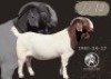 1 X BOER GOAT STUD BUCK F2 Boerbokstoet