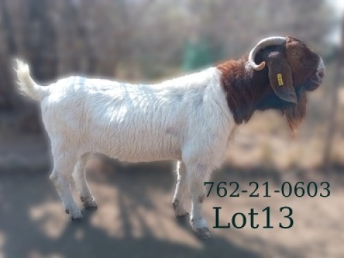 WITHDRAWN - 1 X BOER GOAT BUCK Fela Stoet Boerdery