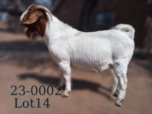 WITHDRAWN - 1 X BOER GOAT BUCK Fela Stoet Boerdery