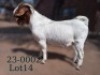 WITHDRAWN - 1 X BOER GOAT BUCK Fela Stoet Boerdery