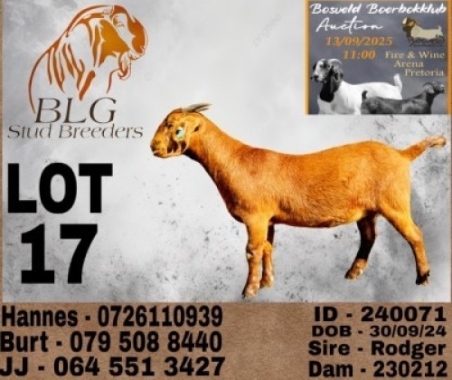 1 X KALAHARI RED FLOCK DOE BLG Stud Breeders