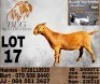 1 X KALAHARI RED FLOCK DOE BLG Stud Breeders