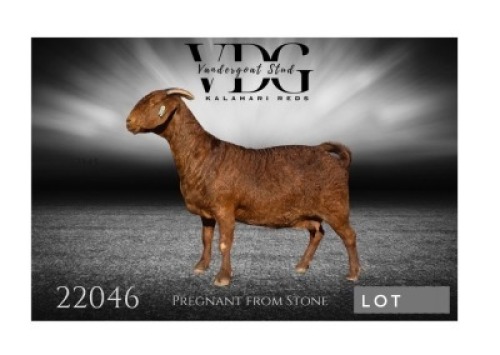 WITHDRAWN - 1 X KALAHARI RED PREGNANT DOE Vandergoat Stud