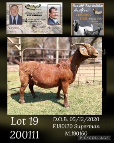 1 X KALAHARI RED STUD PREGNANT DOE Dhidejak