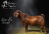 1 X KALAHARI RED STUD DOE Salmon van Huyssteen Boer Goat Stud - 3