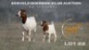 1+1 X BOER GOAT STUD DOE Brent-Meek Boer Goat Stud