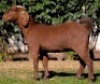 1 X KALAHARI RED FLOCK DOE Buffelspruit Stoetery - 2