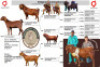 1 X KALAHARI RED FLOCK DOE Buffelspruit Stoetery - 4