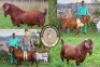 1 X KALAHARI RED FLOCK DOE Buffelspruit Stoetery - 5