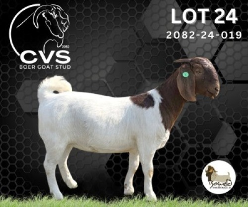 1 X BOER GOAT FLOCK ON COLOUR PREGNANT DOE CVS Boer Goat Stud