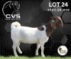 1 X BOER GOAT FLOCK ON COLOUR PREGNANT DOE CVS Boer Goat Stud