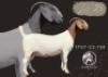 1 X BOER GOAT STUD PREGNANT DOE F2 Boerbokstoet