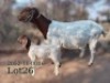 WITHDRAWN - 1 X BOER GOAT DOE Fela Stoet Boerdery