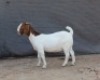 1 X BOER GOAT FLOCK DOE Fourie Boerbokstoet