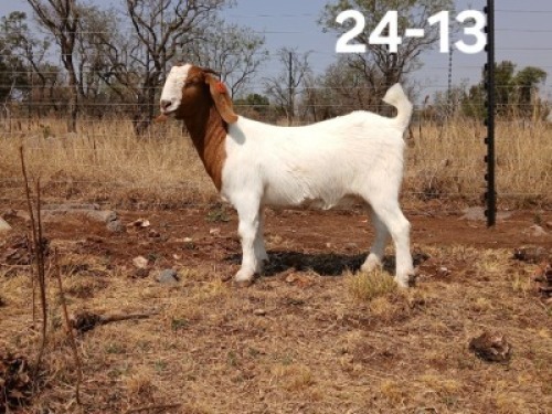 1 X BOER GOAT FLOCK DOE Kliphard Boerdery