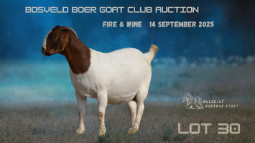 1 X BOER GOAT STUD PREGNANT DOE Welgelee Boer Goat Stud