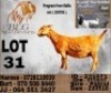 1 X KALAHARI RED STUD PREGNANT DOE BLG Stud Breeders
