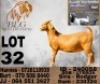 1 X KALAHARI RED STUD DOE BLG Stud Breeders