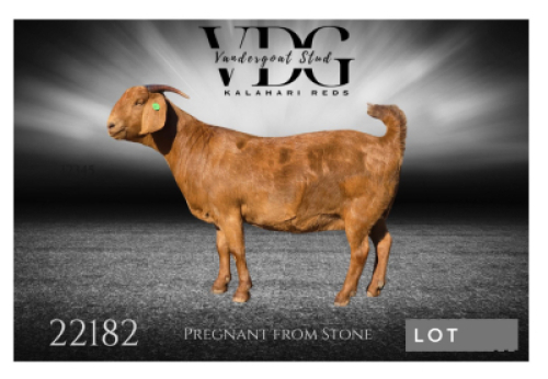 1 X KALAHARI RED FLOCK PREGNANT DOE Vandergoat Stud