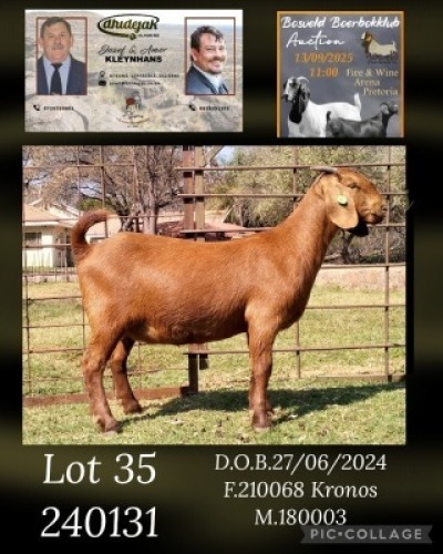1 X KALAHARI RED STUD PREGNANT DOE Dhidejak