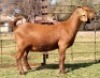 1 X KALAHARI RED STUD PREGNANT DOE Dhidejak - 2