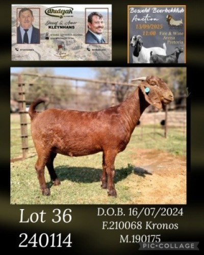 1 X KALAHARI RED STUD DOE Dhidejak