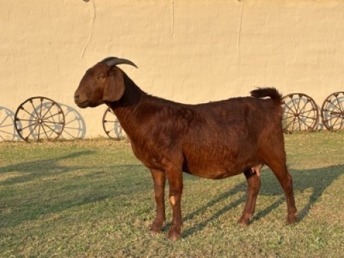 1+2 X KALAHARI RED FLOCK DOE Greenstone Kalahari Red Stoet