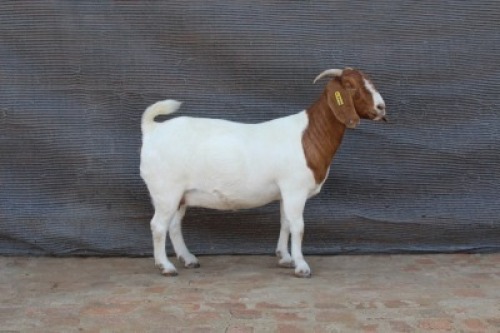 WITHDRAWN - 1 X BOER GOAT DOE Fourie Boerbokstoet