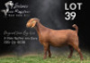 1 X KALAHARI RED FLOCK PREGNANT DOE Salmon van Huyssteen Boer Goat Stud