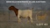 1+1 X BOER GOAT FLOCK DOE Brent-Meek Boer Goat Stud