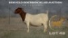 WITHDRAWN - 1 X BOER GOAT PREGNANT DOE Brent-Meek Boer Goat Stud