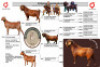 WITHDRAWN - 1 X KALAHARI RED DOE Buffelspruit Stoetery - 4