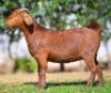 1 X KALAHARI RED FLOCK DOE Buffelspruit Stoetery - 2