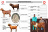 1 X KALAHARI RED FLOCK DOE Buffelspruit Stoetery - 4