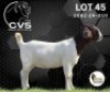1 X BOER GOAT STUD PREGNANT DOE CVS Boer Goat Stud