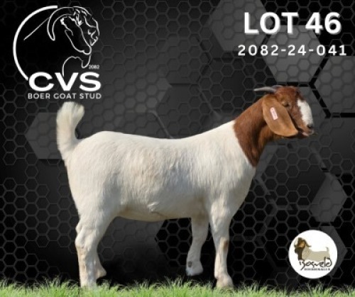 1 X BOER GOAT FLOCK PREGNANT DOE CVS Boer Goat Stud