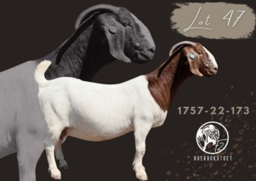 1 X BOER GOAT STUD PREGNANT DOE F2 Boerbokstoet