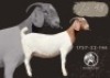 WITHDRAWN - 1 X BOER GOAT PREGNANT DOE F2 Boerbokstoet