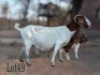 1+2 X BOER GOAT FLOCK DOE Fela Stoet Boerdery