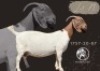 1 X BOER GOAT STUD PREGNANT DOE F2 Boerbokstoet