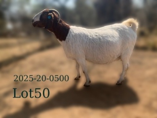 1 X BOER GOAT STUD PREGNANT DOE Fela Stoet Boerdery