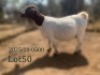 1 X BOER GOAT STUD PREGNANT DOE Fela Stoet Boerdery