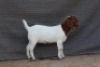 1 X BOER GOAT FLOCK DOE Fourie Boerbokstoet