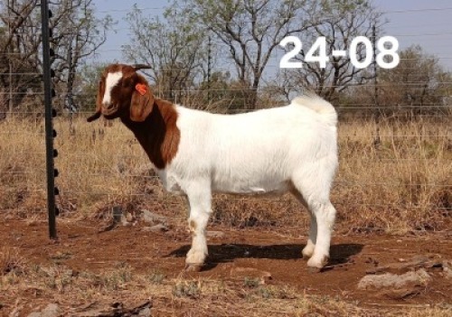 WITHDRAWN - 1 X BOER GOAT DOE Kliphard Boerdery