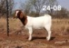 WITHDRAWN - 1 X BOER GOAT DOE Kliphard Boerdery