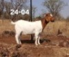 1 X BOER GOAT FLOCK DOE Kliphard Boerdery